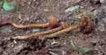 Dickblättriger Erlengürtelfuss-Cortinarius helvelloides