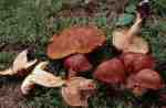 :-Cortinarius norrlandicus