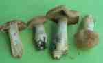 Schweinsdickfuss-Cortinarius suillus