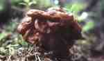 :-Discina gigas
