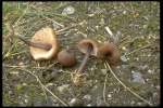 Montaner Blaustielzärtling-Entoloma sodale