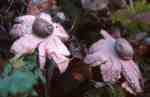 Rötender Erdstern-Geastrum rufescens