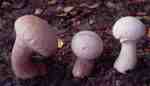 Beutel-Stäubling-Lycoperdon excipuliforme