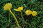 Schleimfuss-Saftling-Hygrocybe glutinipes var. glutinipes