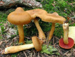 Blutblättriger Hautkopf-Cortinarius semisanguineus
