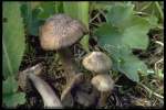 Rötender Saftling-Hygrocybe ovina