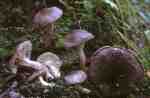 Risspilzartiger Schneckling-Hygrophorus inocybiformis