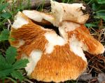 :-Hypomyces spadiceus