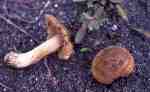 Fuchsiger Risspilz-Inocybe vulpinella