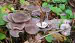Gefleckter Helmling-Mycena maculata