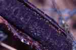 :-Perrotia flammea