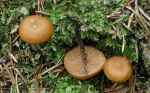Glattstieliges Stockschwämmchen-Kuehneromyces lignicola