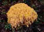Schwefelgelbe Koralle-Ramaria flava