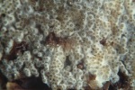 ? Schmarotzerpustelpilz-Hypomyces lateritius