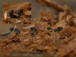 ?-Podospora fimiseda