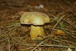 Gemeiner Gallenröhrling-Tylopilus felleus