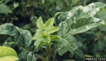 Rosen-Mehltau-Podosphaera pannosa