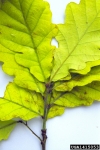 :-Apiognomonia errabunda
