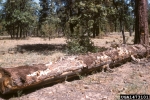 : Tramete-Dichomitus squalens