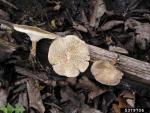 Weitlöcheriger Stielporling-Polyporus arcularius