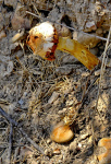 Stelzenstäubling-Battarrea phalloides