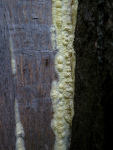 Zitronengelber Gloeozystidenrindenpilz-Vesiculomyces citrinus