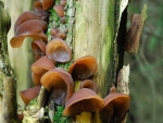 Judasohr-Auricularia auricula-judae