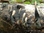 Langstielige Ahorn-Holzkeule-Xylaria longipes