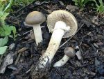 Früher Ackerling-Agrocybe praecox