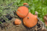 Kerguelensischer Schildborstling-Scutellinia kerguelensis