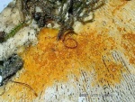 Goldgelber Schmarotzer-Pustelpilz-Hypomyces aurantius