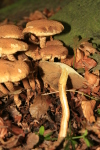 Sparriger Schüppling-Pholiota squarrosa