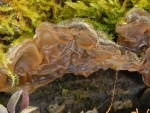 Gezonter Ohrlappenpilz-Auricularia mesenterica