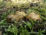 Weissrötliche Wurzeltrüffel-Rhizopogon luteorubescens