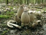 : Tintlinge-Coprinopsis acuminata