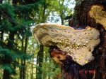 Fenchelporling-Gloeophyllum odoratum