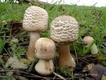 Garten-Riesenschirmling-Macrolepiota rachodes var. bohemica