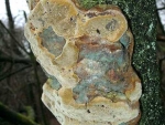 Pflaumen-Feuerschwamm-Phellinus tuberculosus