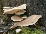 Weisslicher Saftporling-Spongiporus lacteus