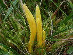 :-Clavulinopsis helveola