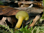 Gemeines Gallertkäppchen-Leotia lubrica