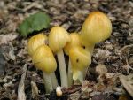 Goldmistpilz-Bolbitius titubans var. titubans