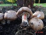 Grosser Waldegerling-Agaricus haemorrhoidarius