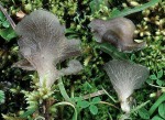 Gelappter Adermoosling-Arrhenia lobata