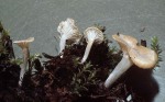 Weissliches Nabeltrichterchen-Gerronema albidum