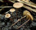 Punktiertsporiges Samthäubchen-Conocybe dumetorum