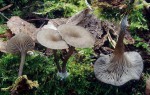 Holznabeling-Arrhenia epichysium