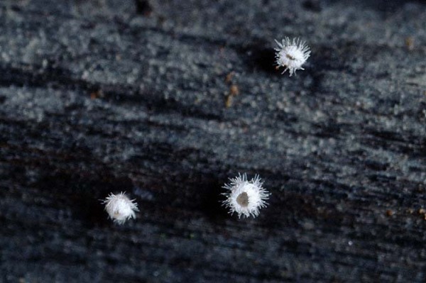 Flagelloscypha punctiformis