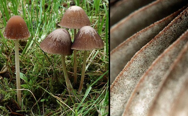 Rotschneidiger Mürbling-Psathyrella corrugis