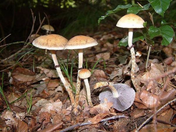 Stropharia semiglobata Halbkugeliger Träuschling